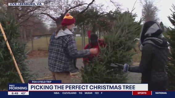 Picking the perfect Christmas tree