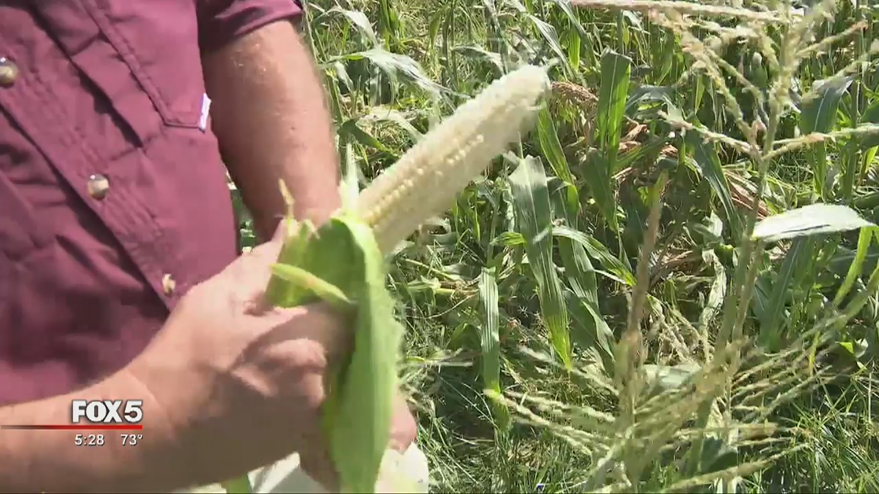 Storm damage widespread in South Georgia | FOX 5 Atlanta