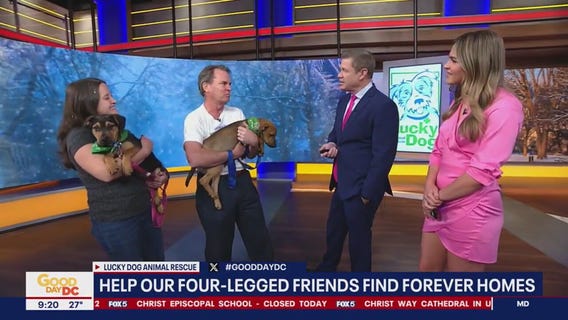 Helping pets find forever homes with Lucky Dog Animal Rescue