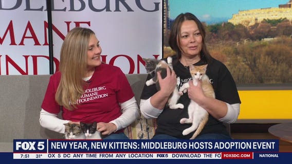 Kittens up for adoption at Middleburg Humane Foundation
