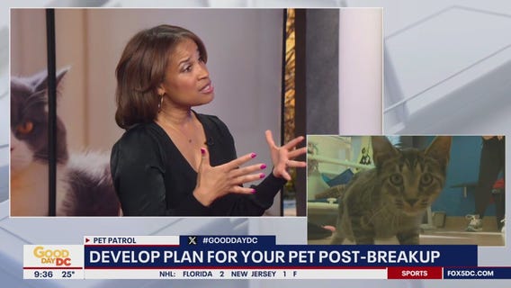 Developing a plan for your pet post-breakup