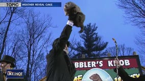 PETA wants to replace Punxsutawney Phil with vegan cake