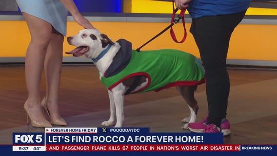 Forever Home Friday with City Dogs and City Kitties