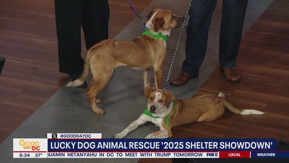 Spotlight on Lucky Dog Animal Rescue