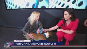 FOX 5's DMV Zone - TAKE HOME THURSDAY, MEET ROWLEY!