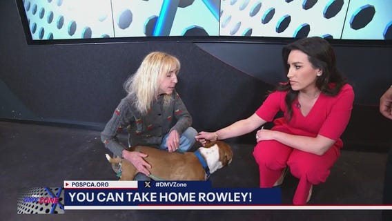 FOX 5's DMV Zone - TAKE HOME THURSDAY, MEET ROWLEY!