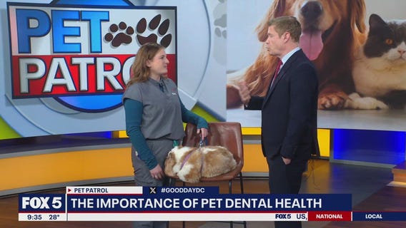 The importance of pet dental health