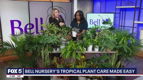 Caring for Indoor Tropical Plants