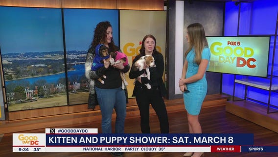 Middleburg Humane Foundation: Kitten and puppy shower