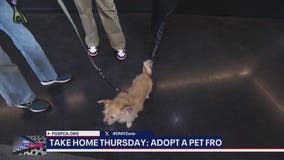 DMV ZONE - TAKE HOME THURSDAY | MEET BELLA!