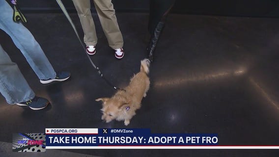 DMV ZONE - TAKE HOME THURSDAY | MEET BELLA!