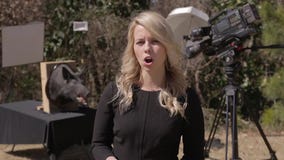 Like It or Not: Wild Hogs for Hire