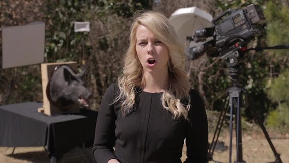 Like It or Not: Wild Hogs for Hire