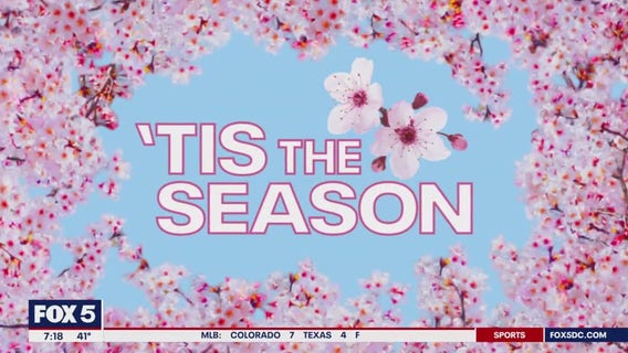 Mike Litterst joins Fox 5 to talk stage 4 of the DC Cherry Blossoms