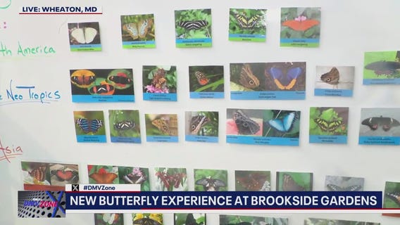 New butterfly experience heads to Maryland