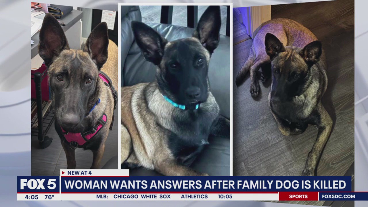 Family dog shot, killed mistaken for coyote