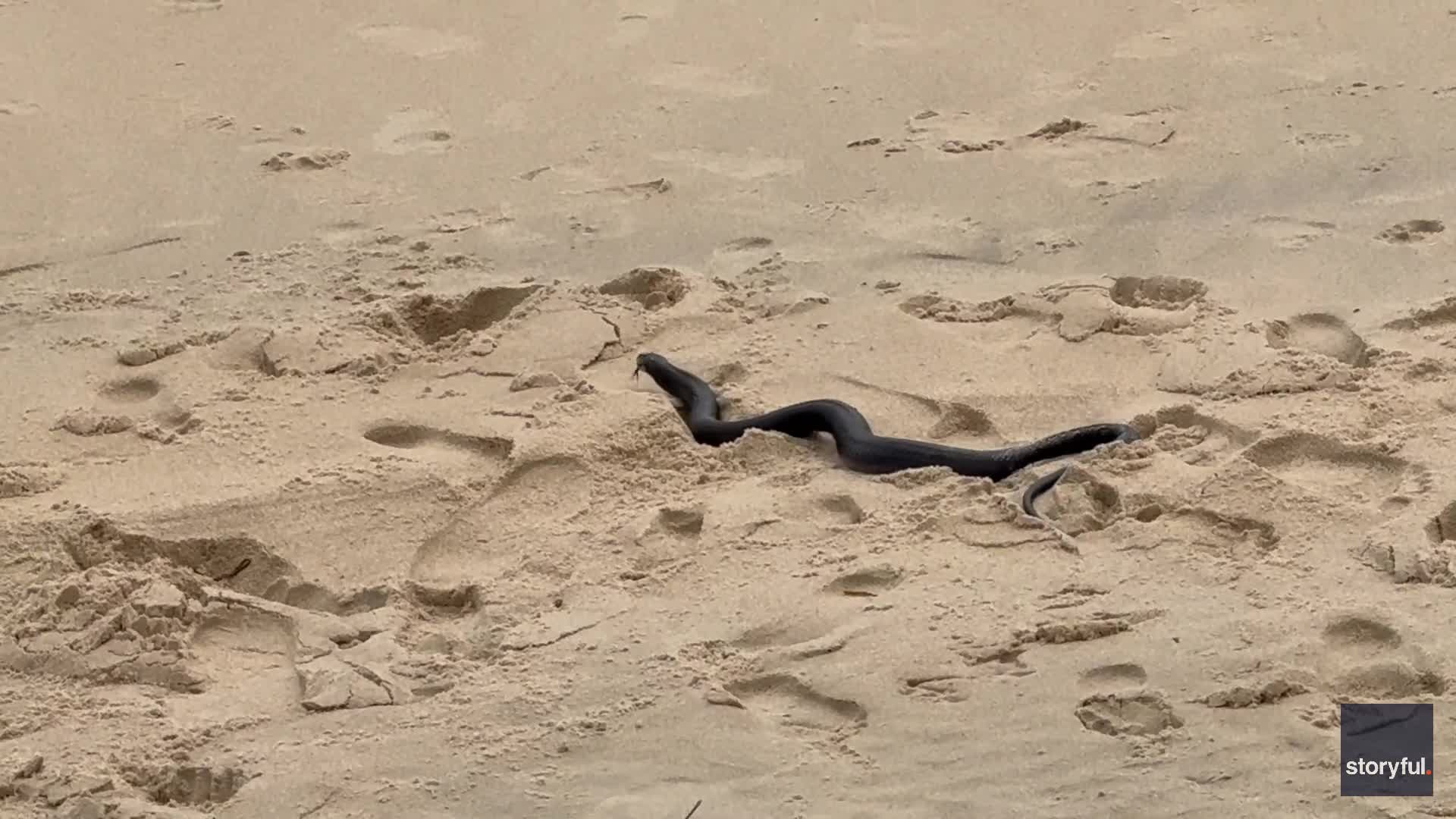 Snake seen slithering on Ocean City Beach in Maryland