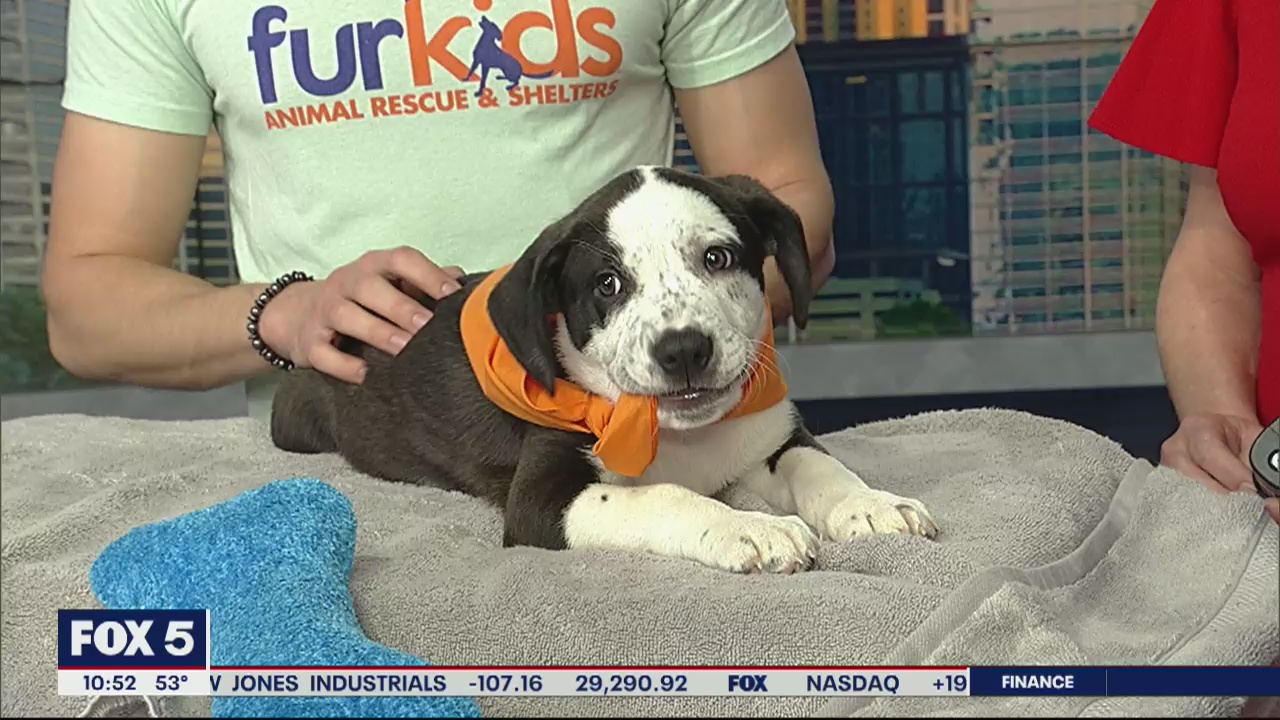 Pet of the Day: February 18, 2020