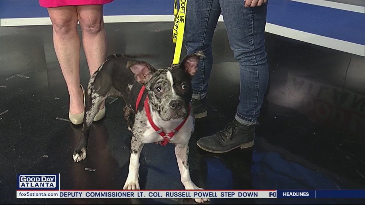 Pet of the Day: February 14, 2020