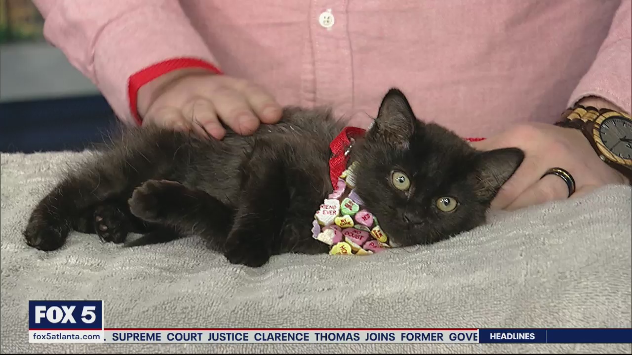 Pet of the Day: February 12, 2020