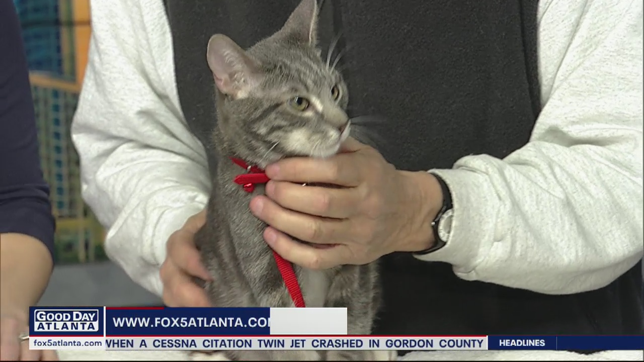 Pet of the Day: February 10, 2020
