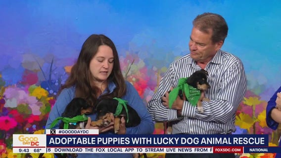 Adoptable puppies with Lucky Dog