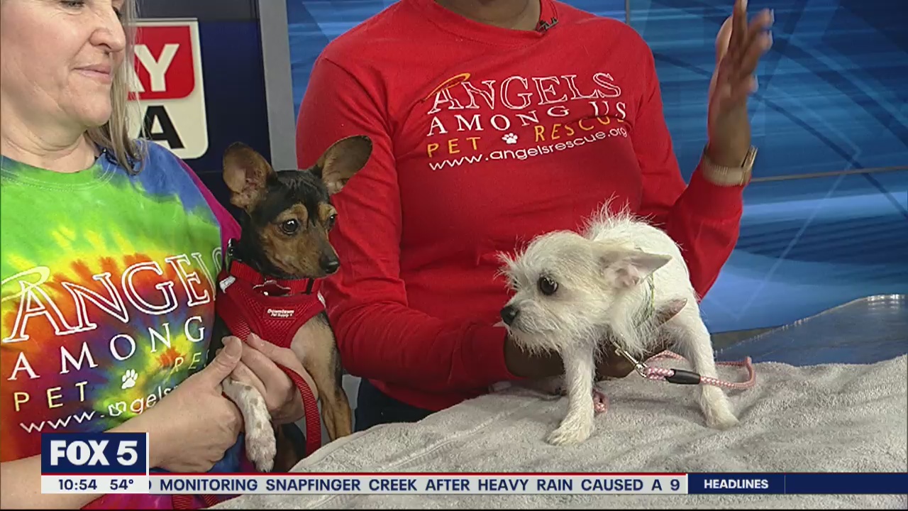 Pet of the Day: February 25, 2020