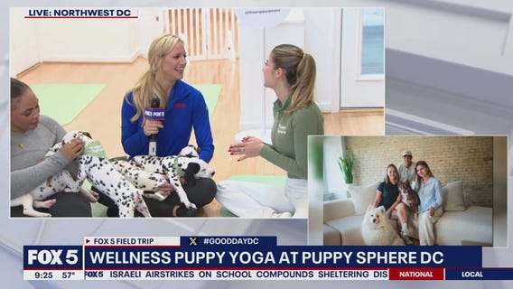 Wellness puppy yoga at Puppy Sphere