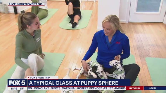 A typical class at Puppy Sphere