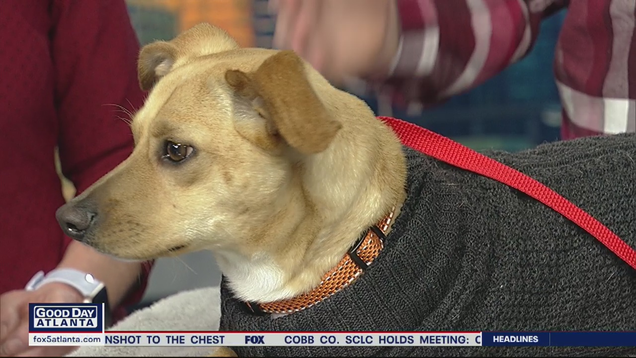 Pet of the day: Eric from the Humane Society of Northeast Georgia