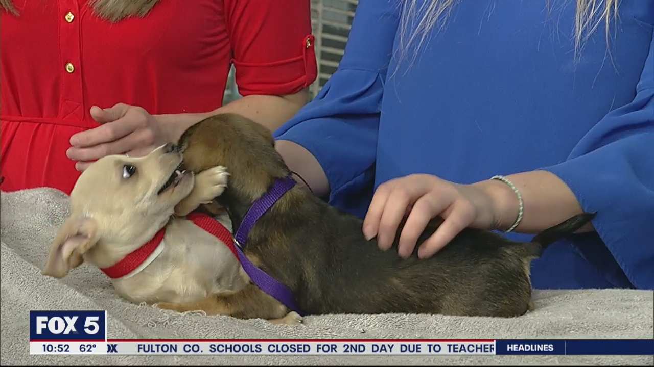Pet of the Day: March 11, 2020