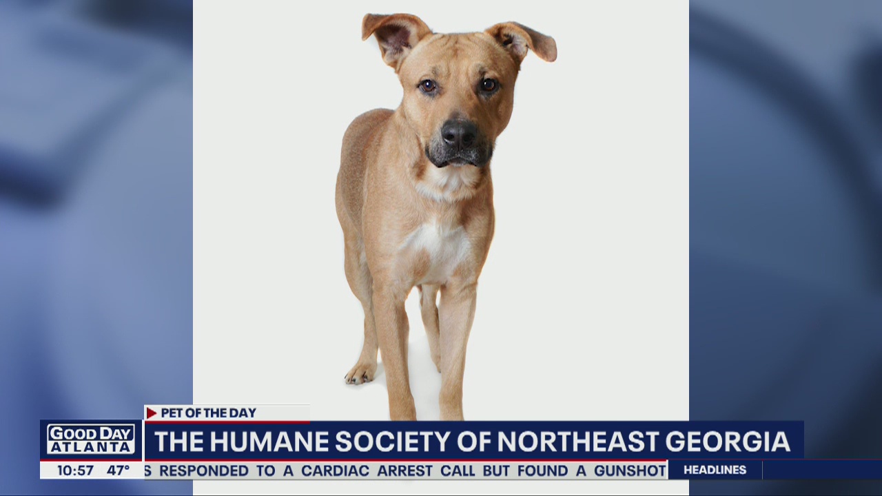 Pet of the Day: April 1, 2020