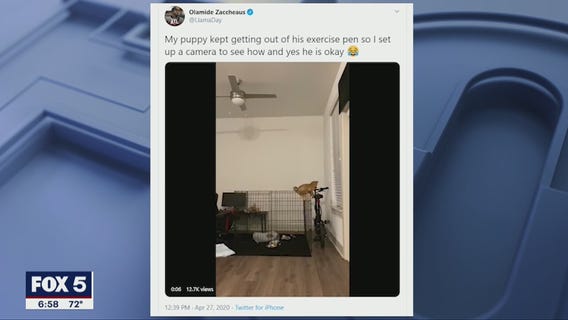 Falcons WR Olamide Zaccheaus' puppy pulls off hilarious hijinx