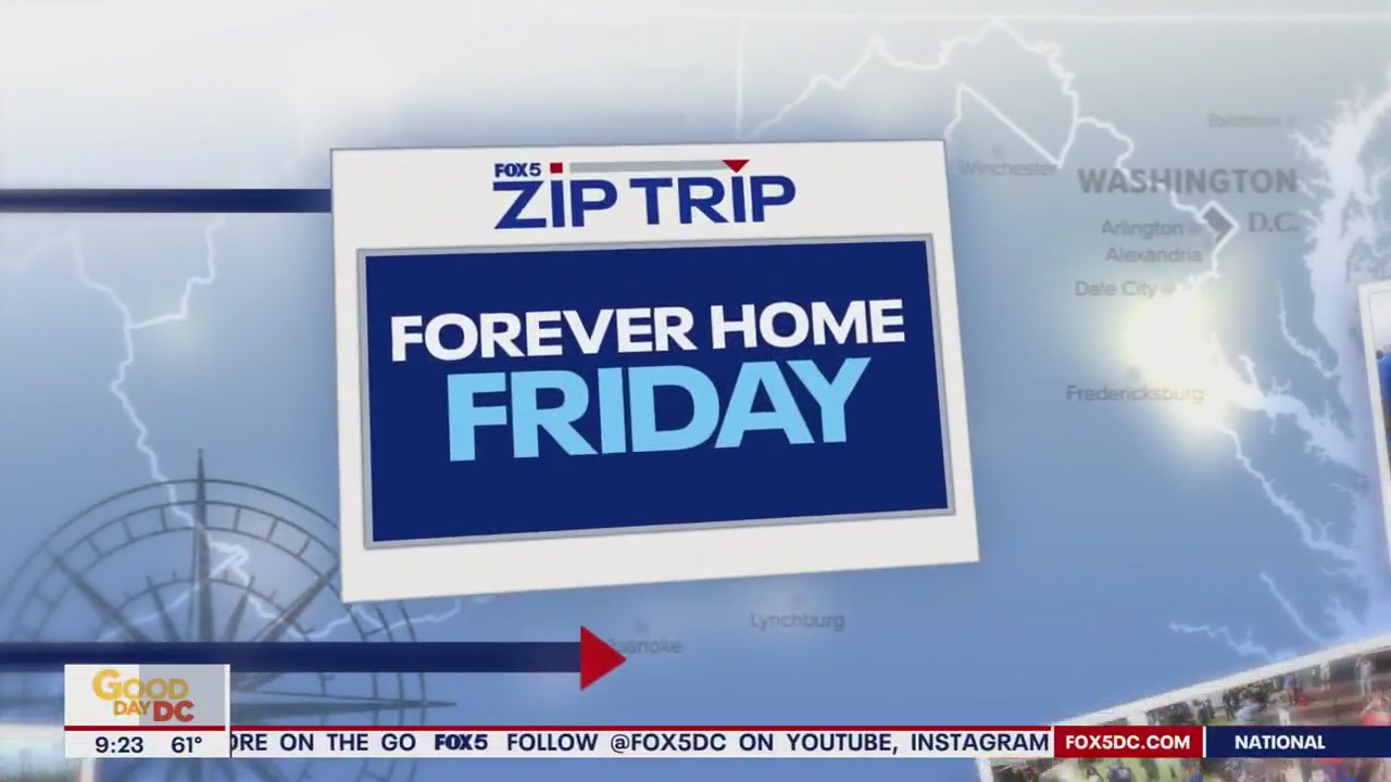 Zip Trip to Bethesda: Forever Home Friday