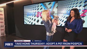 Take Home Thursday | Adopt Zara from the PGSPCA