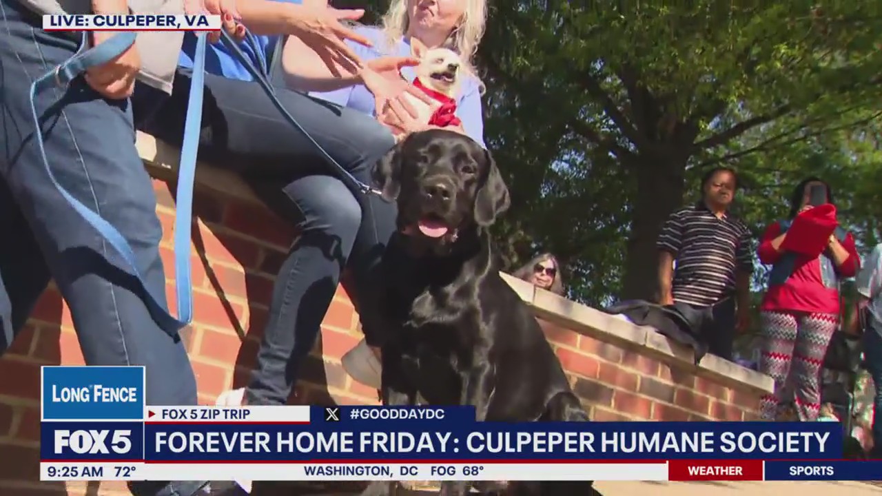 Zip Trip to Culpeper: Forever Home Friday