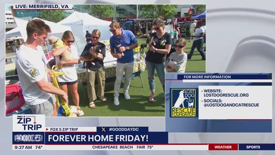 Zip Trip to Merrifield: Forever Home Friday