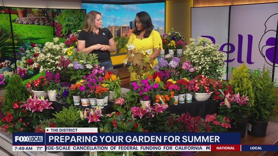 Bell Nursery's Heat-loving Plants for a Vibrant Summer