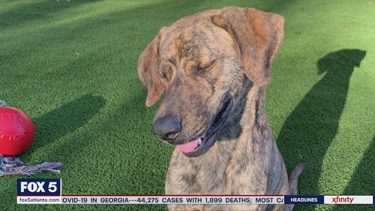 Pet of the Day: May 27, 2020