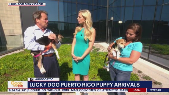 Lucky Dog Puerto Rico Puppy Arrivals