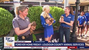 Zip Trip to Leesburg: Forever Home Friday