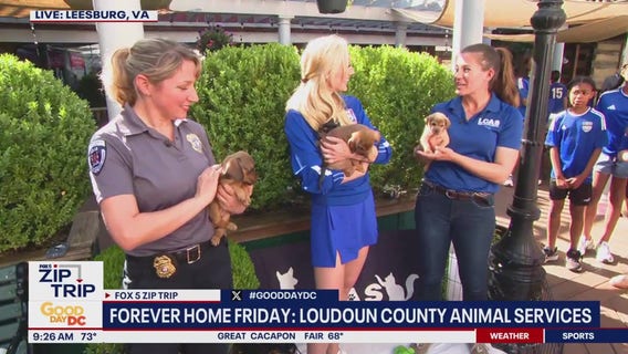 Zip Trip to Leesburg: Forever Home Friday