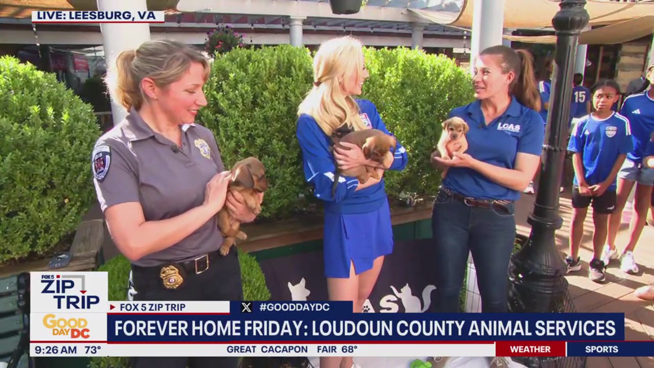 Zip Trip to Leesburg: Forever Home Friday