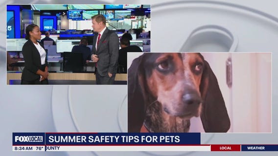 Keeping pets safe during the heat