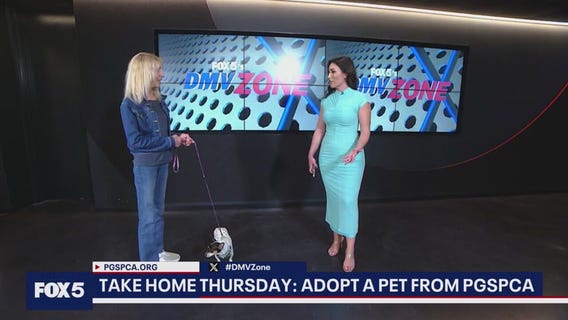 Take Home Thursday: You Can Adopt Molly