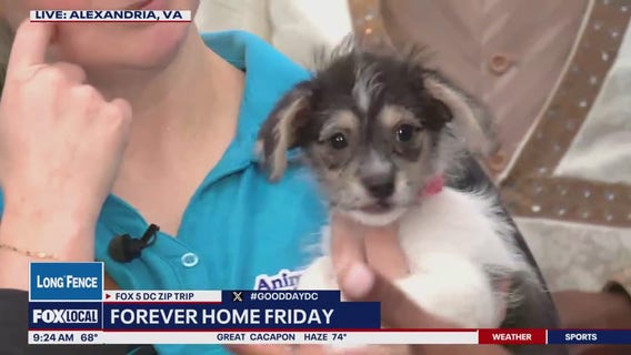Forever Home Friday: Animal League of Alexandria