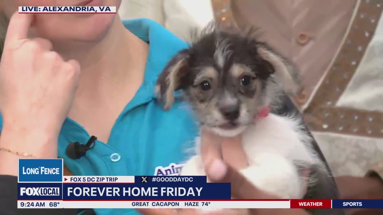 Forever Home Friday: Animal League of Alexandria