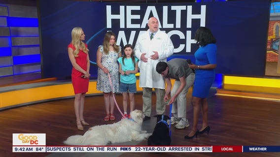 Protecting pets in the summer heat