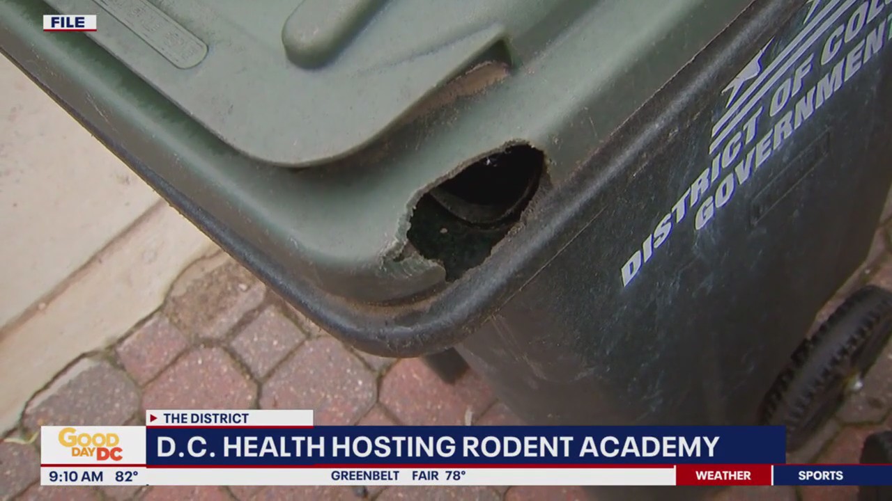 Dc Rat Rodent academy hopes to get DC rat problem under control | FOX 5 DC
