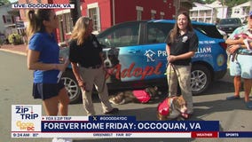 7/11 Forever home Friday: Prince William Animal Services